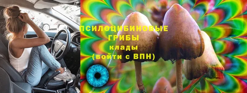 mega зеркало  Апрелевка  Псилоцибиновые грибы Magic Shrooms 